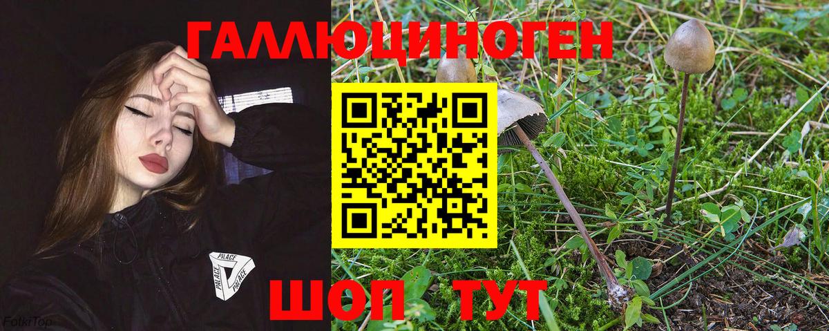 Псилоцибиновые грибы Psilocybine cubensis  Вход с VPN  Карачаевск 