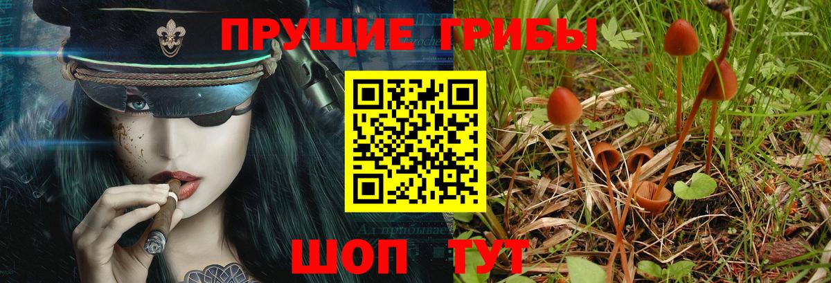 Галлюциногенные грибы Cubensis Карачаевск